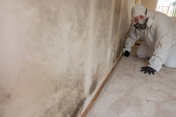 Best Mold Remediation for Vacation Homes  in Loyola, CA